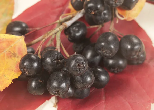 Svart Aronia — Stockfoto