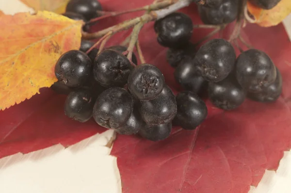 Zwarte chokeberry — Stockfoto