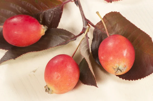 Jabłka krabowe (rajskie) — Zdjęcie stockowe