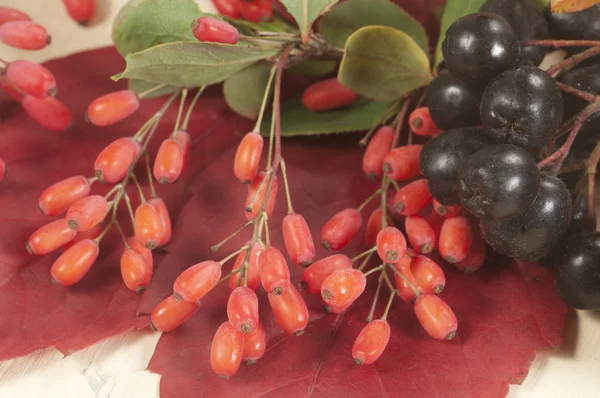 Barbery och svart Aronia — Stockfoto