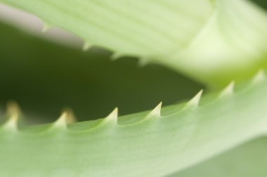 Aloe Yaprak kenarı, makro