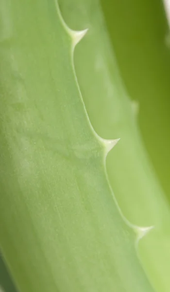 Aloe bord de la feuille — Photo