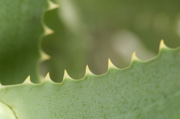 Aloe bord de la feuille — Photo