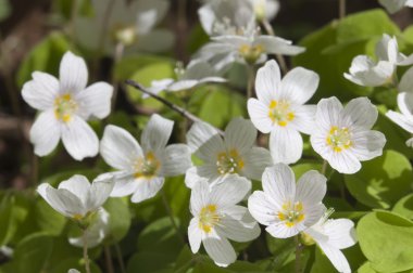 Ahşap kuzukulağı (Oxalis) çiçekler 