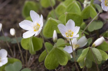 Ahşap kuzukulağı çiçekler