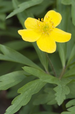 Anemon kır çiçekleri