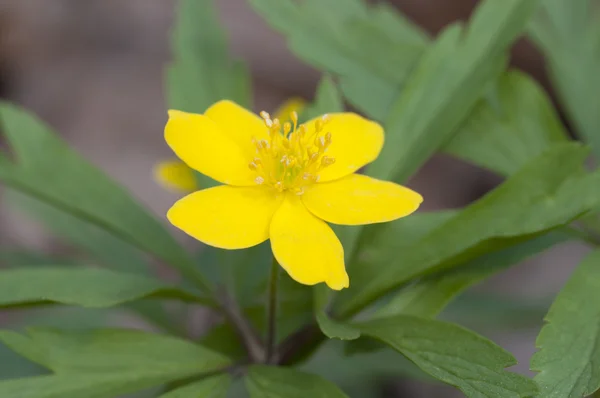 Anemone vadvirágok — Stock Fotó