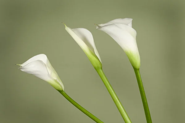 Kwiaty lilii Calla — Zdjęcie stockowe