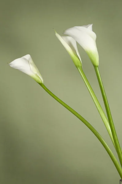 Kwiaty lilii Calla — Zdjęcie stockowe