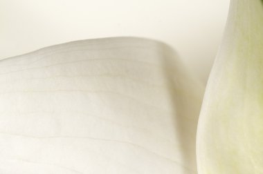 Calla lily çiçek makro