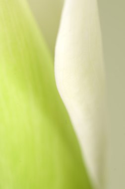 Calla lily çiçek makro