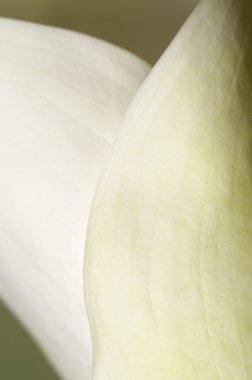 Calla lily çiçek makro 