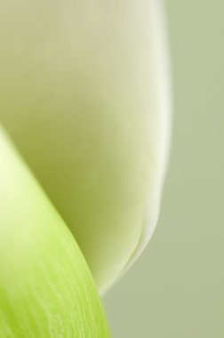 Calla lily çiçek makro 