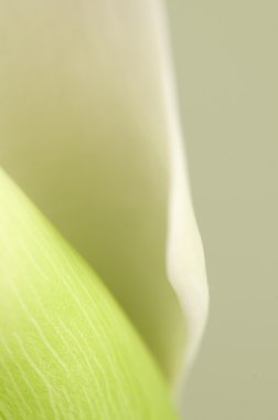 Calla lily çiçek makro