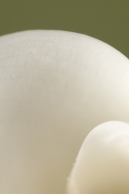 Calla lily çiçek makro