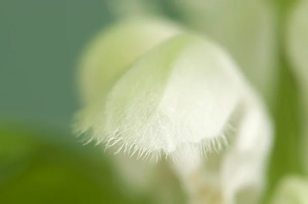 Primer plano de la flor de ortiga del día —  Fotos de Stock