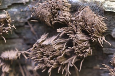 stemonitis fusca üzerinde eski bir düşmüş ağaç, makro çekim