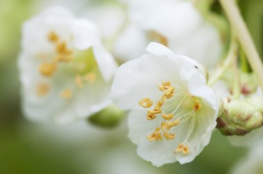 actinidia kolomikta çiçek