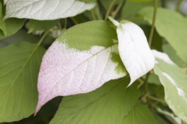 actinidia kolomikta yaprakları