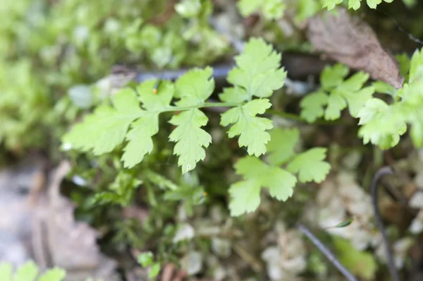 Feuille de fougère verte — Photo