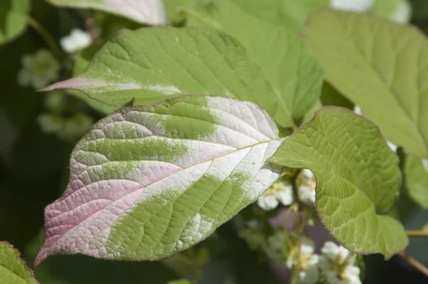 Actinidia kolomikta bladeren Stockafbeelding