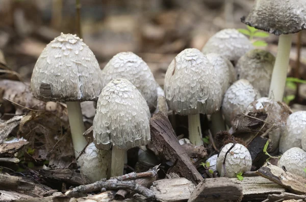 Geschubde inktzwam paddestoelen — Stockfoto