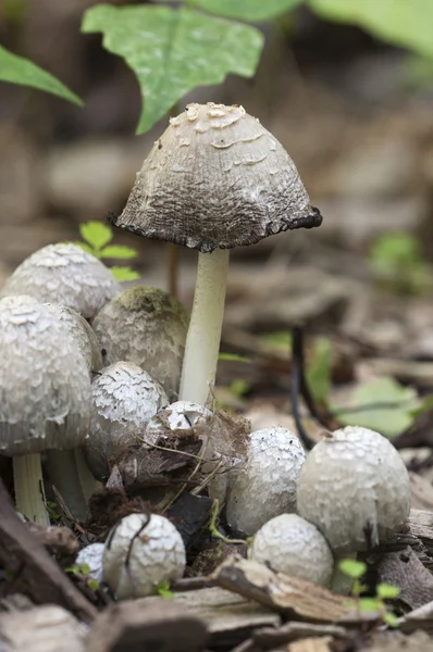 Coprinus Comatus setas — Foto de Stock