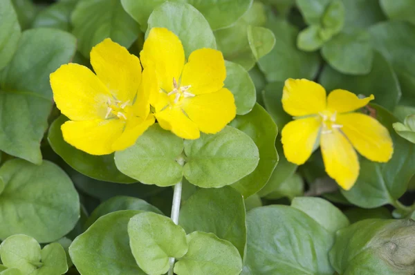 Lysimachia nummularia — Stock fotografie