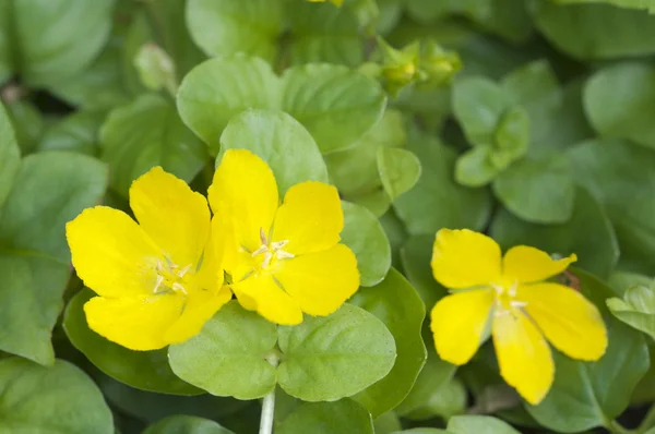 Lysimachia nummularia — Stock fotografie