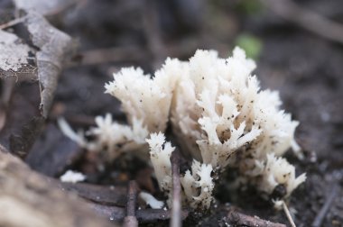 Clavulina cristata mantarları