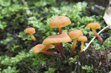 Flammulina velutipes mantar