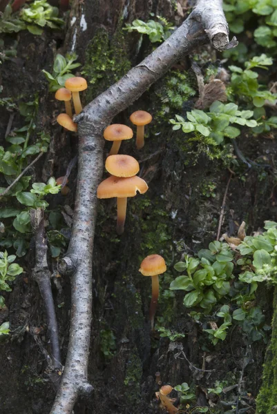 Грибы Flammulina velutipes — стоковое фото