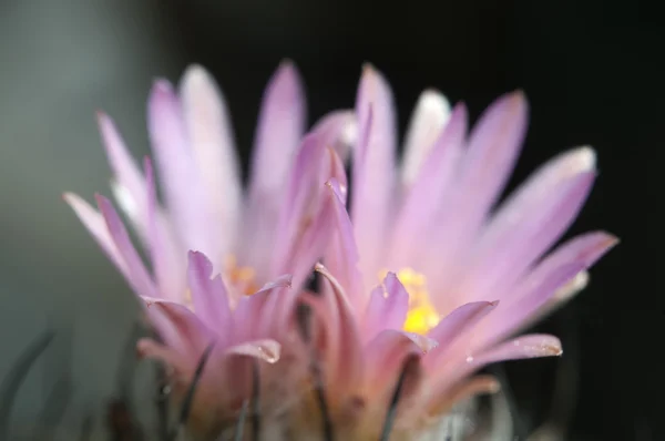 Blommande kaktus Turbinicarpus roseiflorus — Stockfoto
