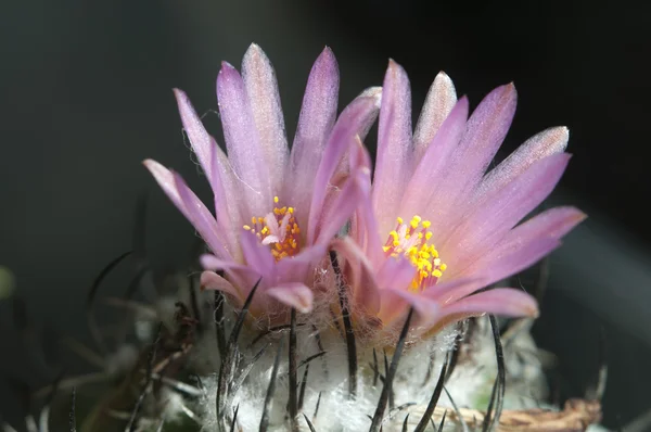 Flowering cactus Turbinicarpus roseiflorus — Stock Photo, Image