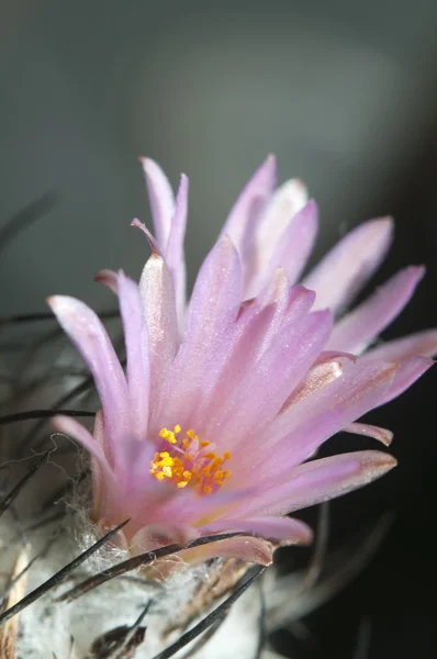 Flowering cactus Turbinicarpus roseiflorus — Stock Photo, Image