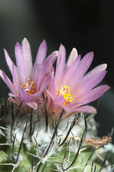 Flowering cactus Turbinicarpus roseiflorus — Stock Photo, Image