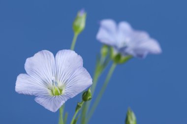 Keten (Linum usitatissimum) çiçekler 