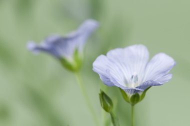 Keten (Linum usitatissimum) çiçekler 