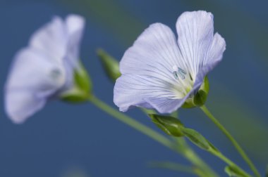 Keten (Linum usitatissimum) çiçekler