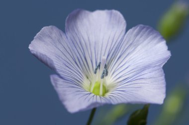 Keten (Linum usitatissimum) çiçekler 