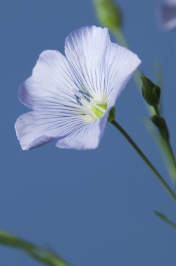 Keten (Linum usitatissimum) çiçekler 