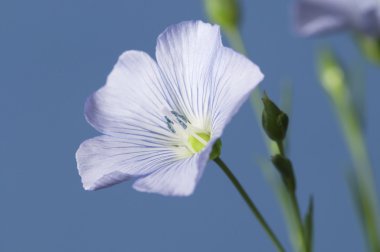 Keten (Linum usitatissimum) çiçekler 