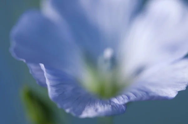 Lino (Linum usitatissimum) flores —  Fotos de Stock