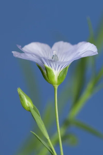 Linho (Linum usitatissimum) flores — Fotografia de Stock