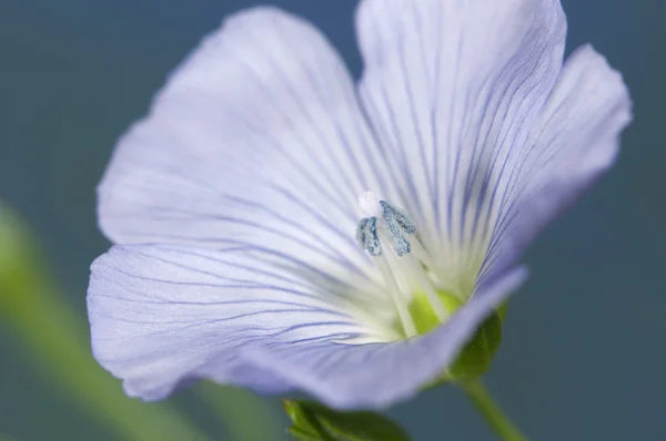 Linho (Linum usitatissimum) flores — Fotografia de Stock
