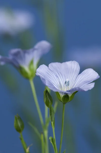 Linho (Linum usitatissimum) flores — Fotografia de Stock