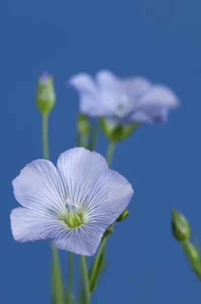 Len (Linum usitatissimum) květiny — Stock fotografie