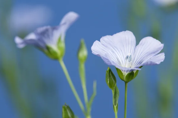 Linho (Linum usitatissimum) flores — Fotografia de Stock