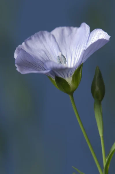 Linho (Linum usitatissimum) flores — Fotografia de Stock