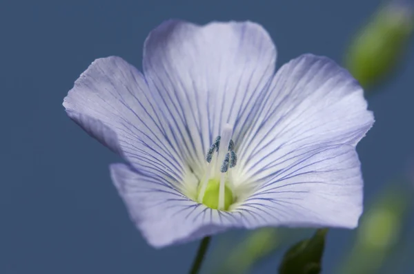 Kwiat lnu (Linum usitatissimum) — Zdjęcie stockowe